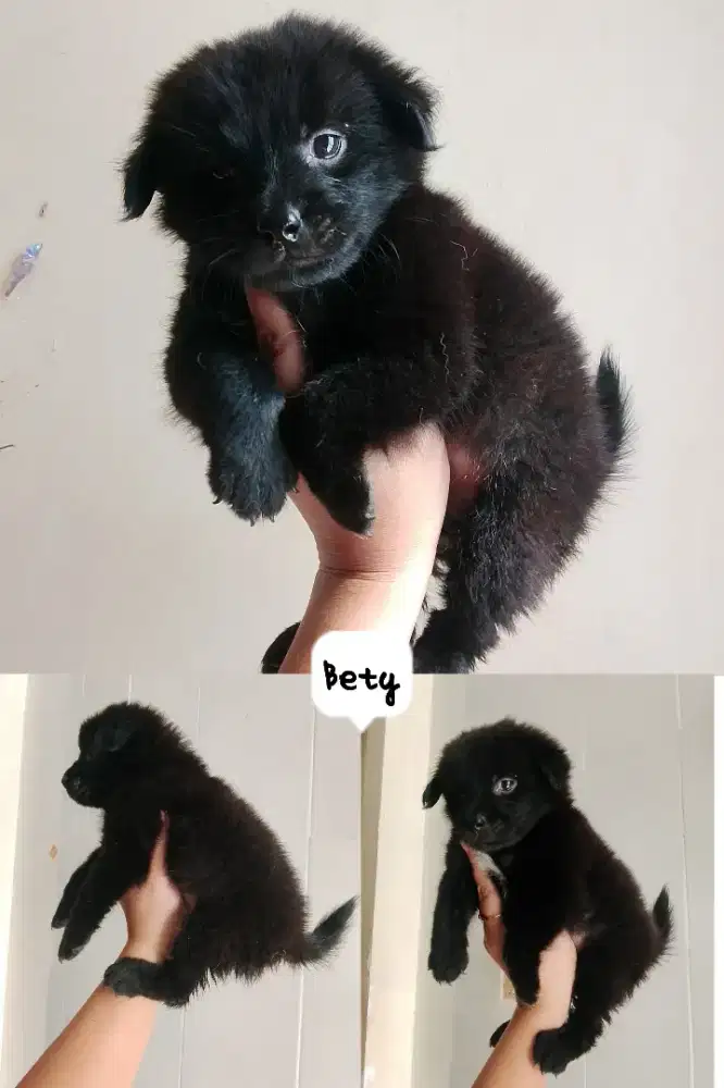 Mini betyna 2 bulan