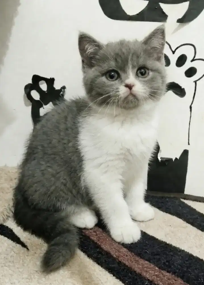 kitten Bsh bico blue betina
