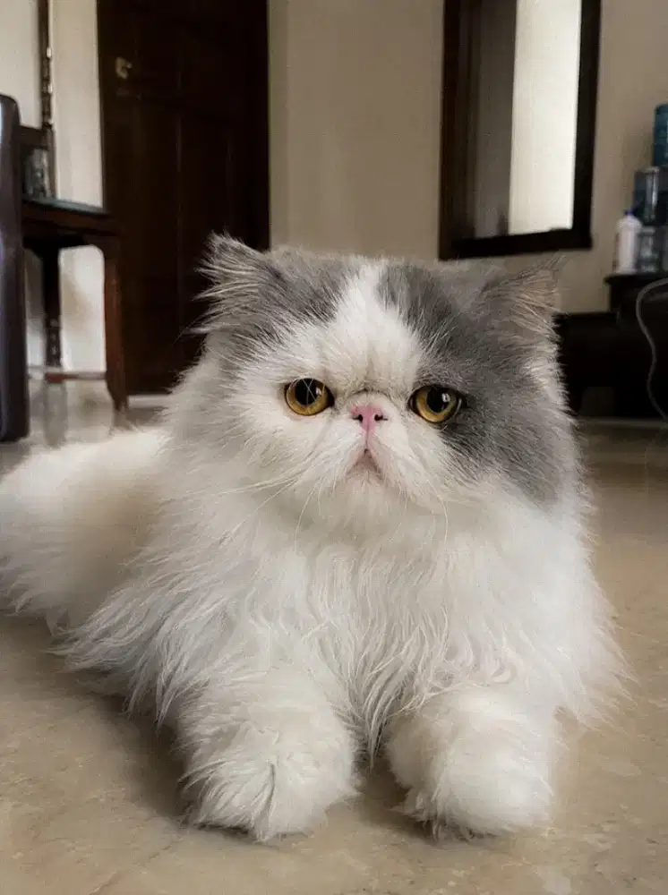 Pacak kucing Blue Van  , Pacak kucing Persia  , Kucing longhair jogja