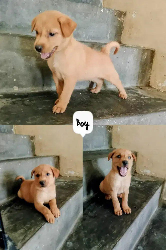 Tiga puppy 1 betyna 2 boy