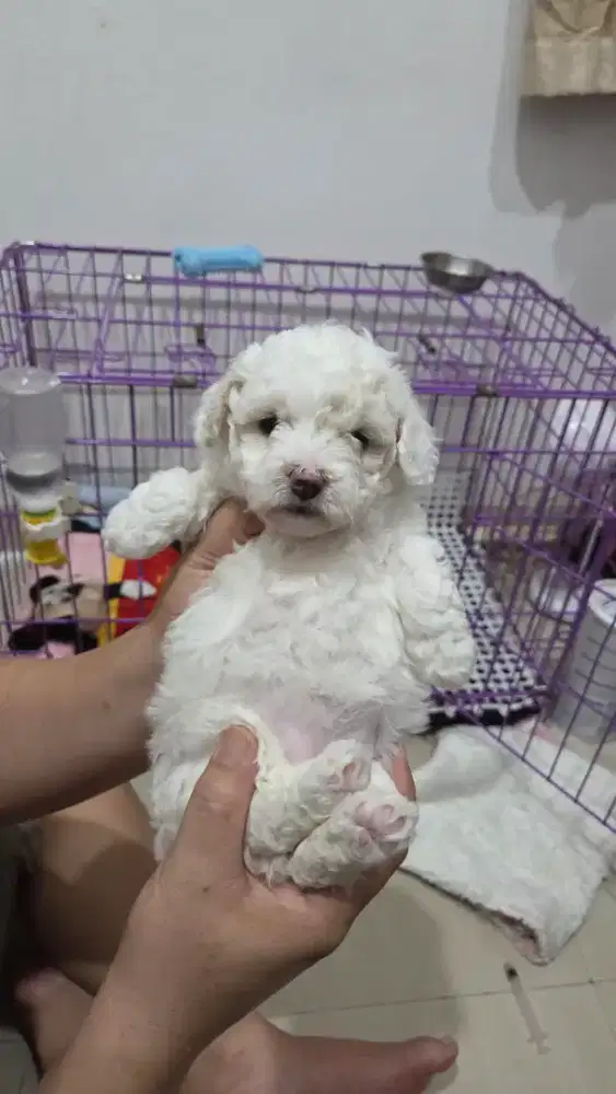 Poodle Betina 2 bulan