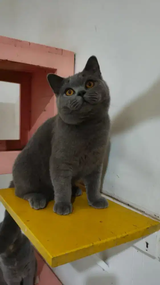 British shorthair sertifikat