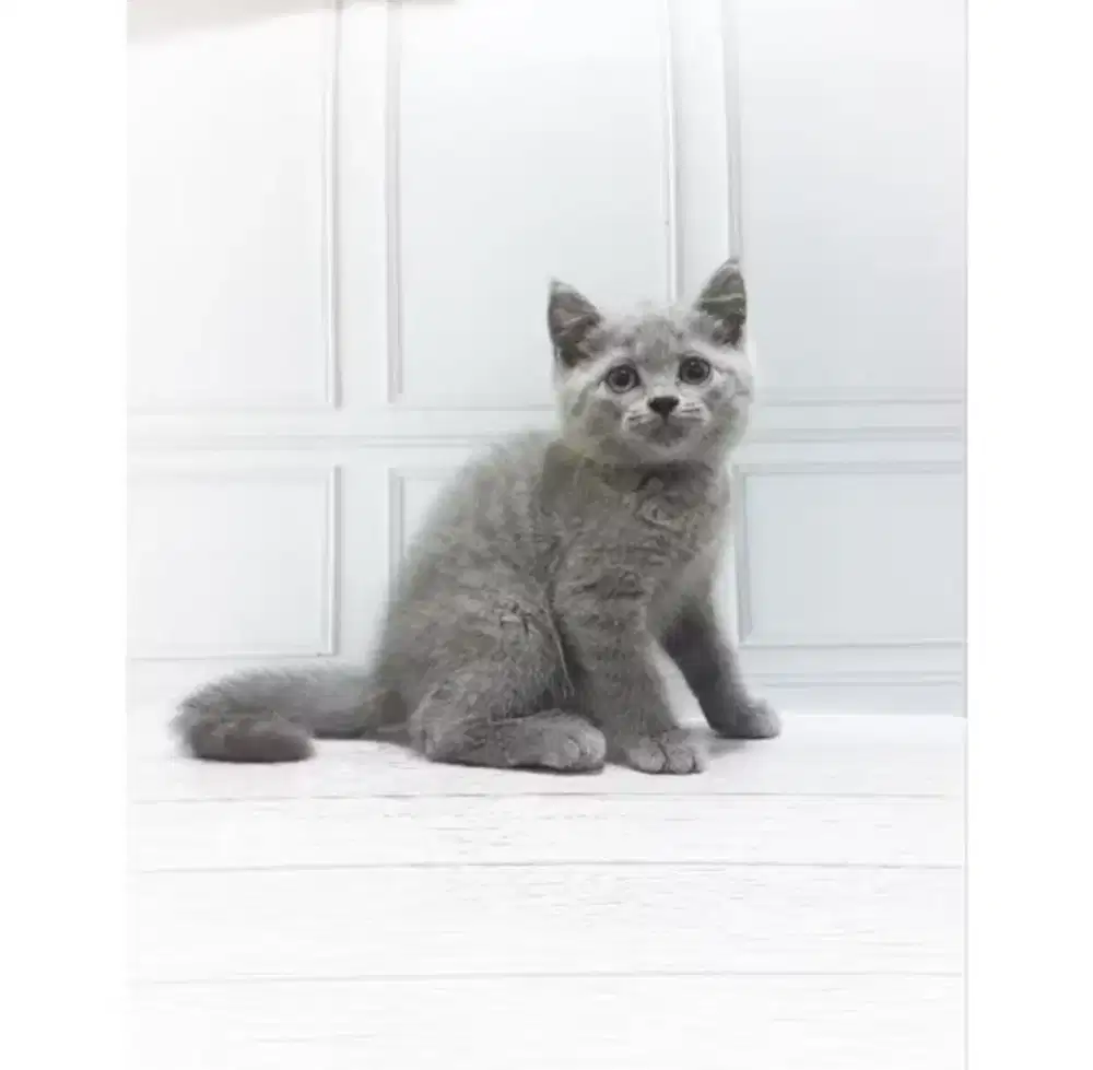 Kucing kitten persia gembul kualitas super