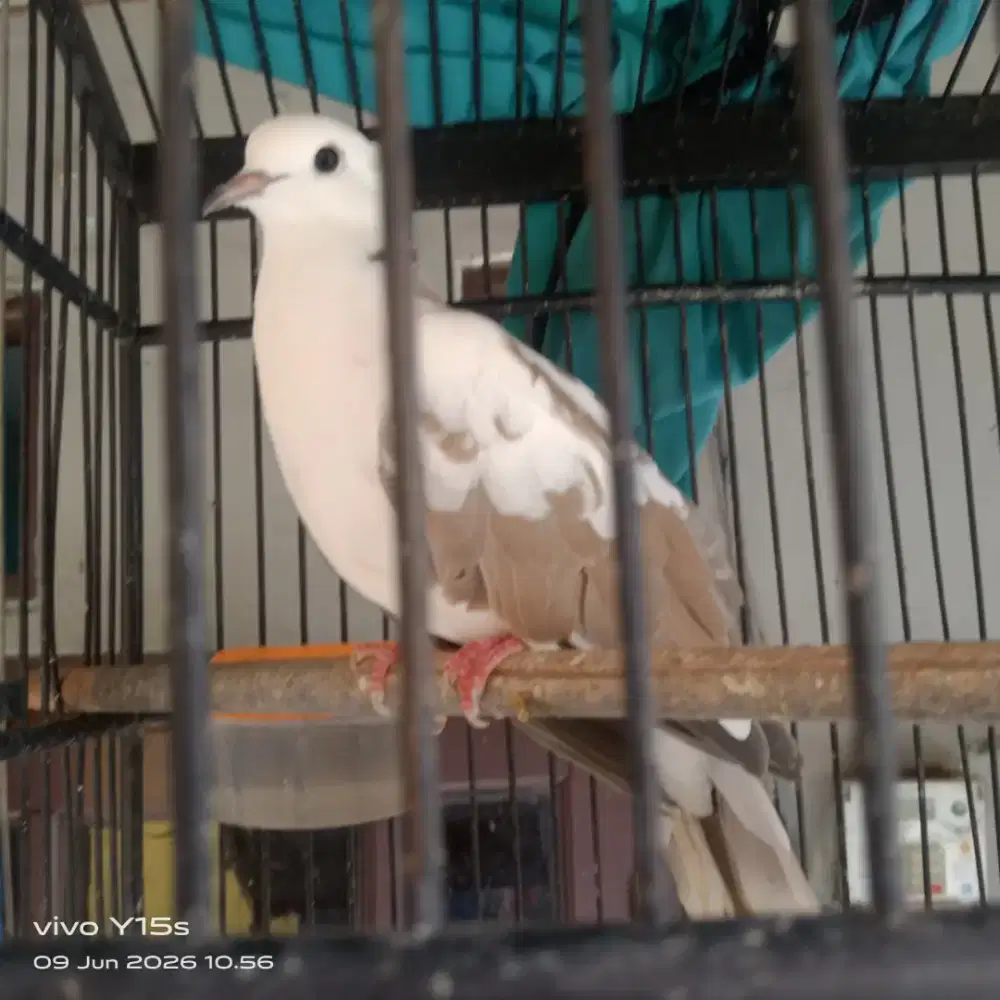 Jual burung puter jambul blorok.