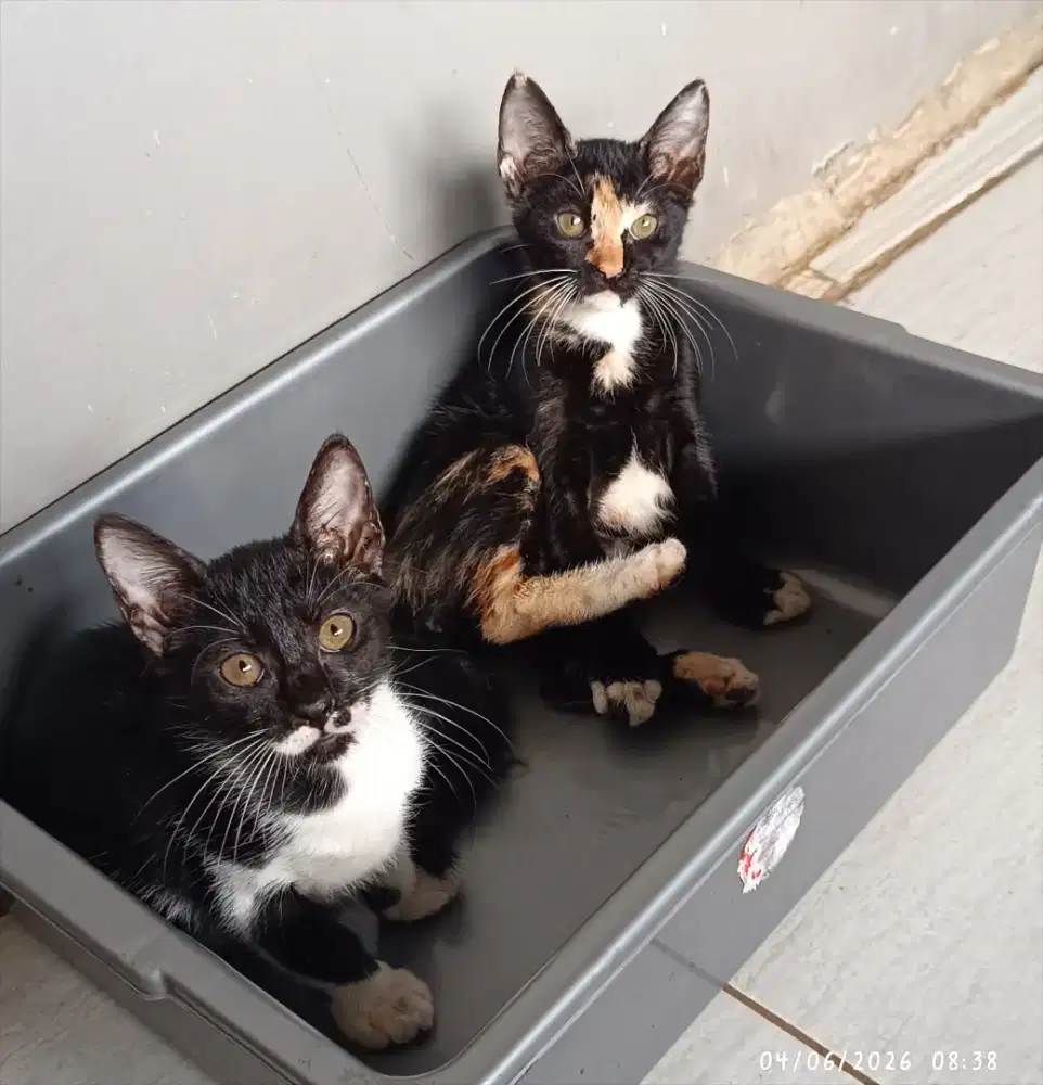 Free gratis adopsi kitten usia 2 bulan