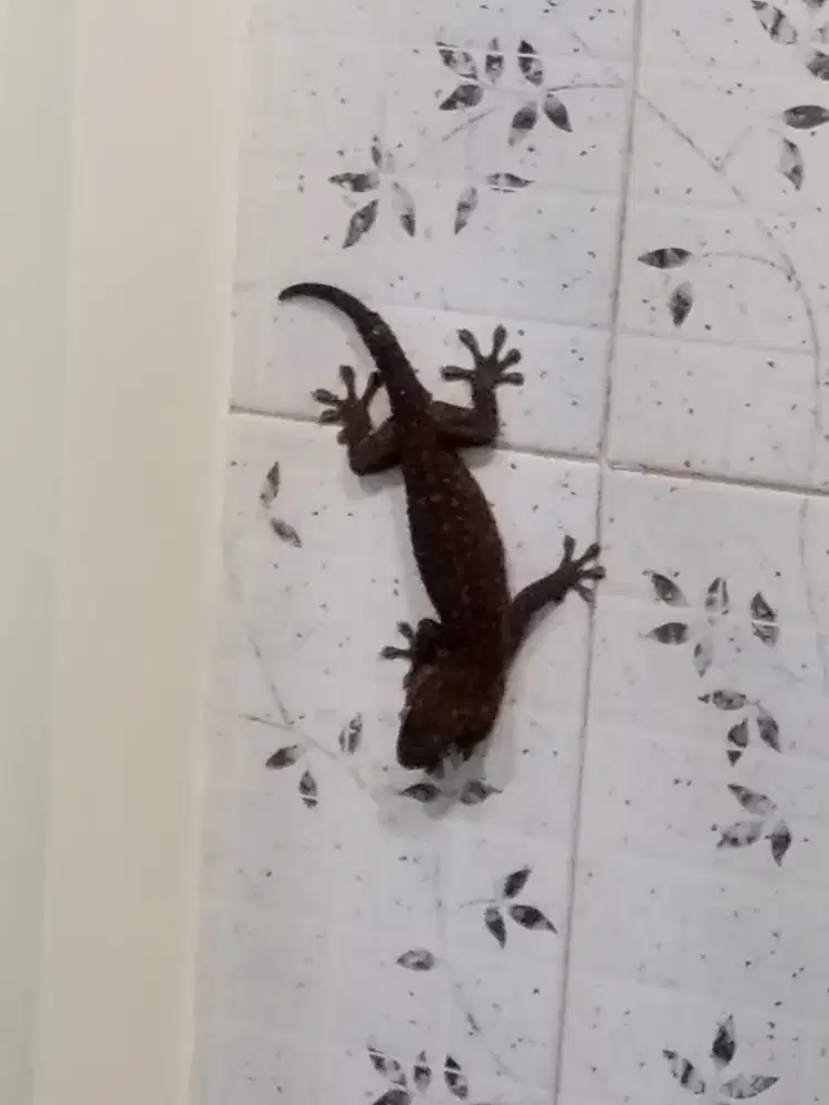 dijual Tokek Hutan