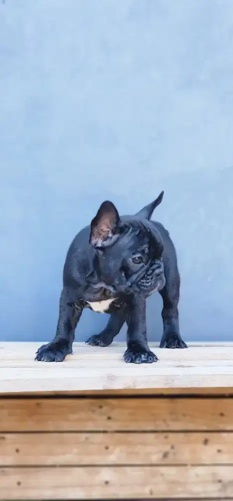 French bulldog betina