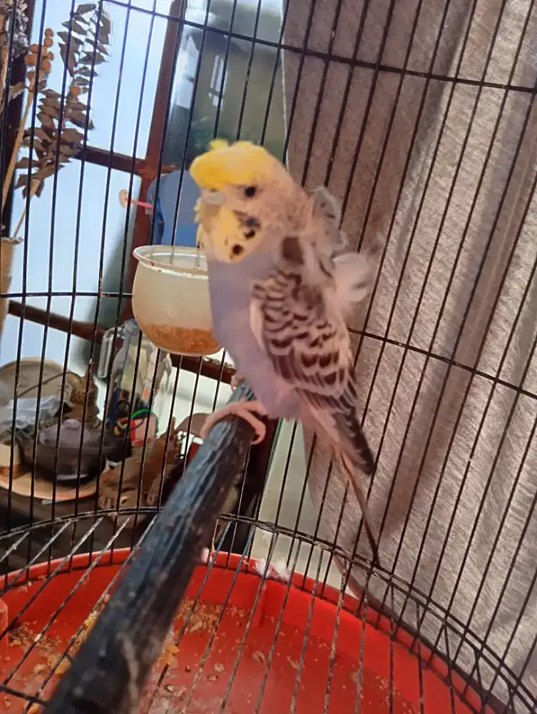 Parkit Hagoromo