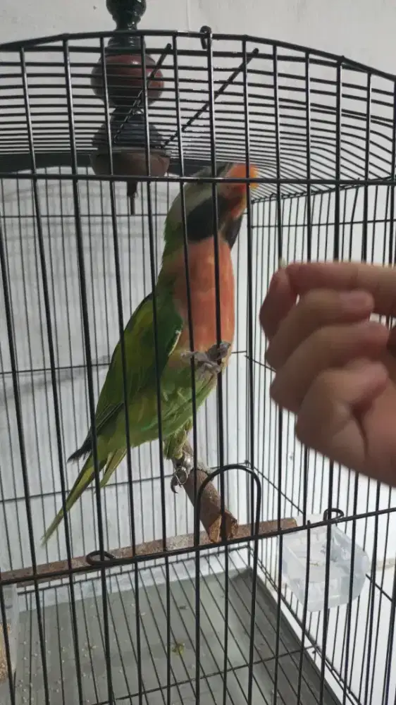 Burung lb Jawa fulset
