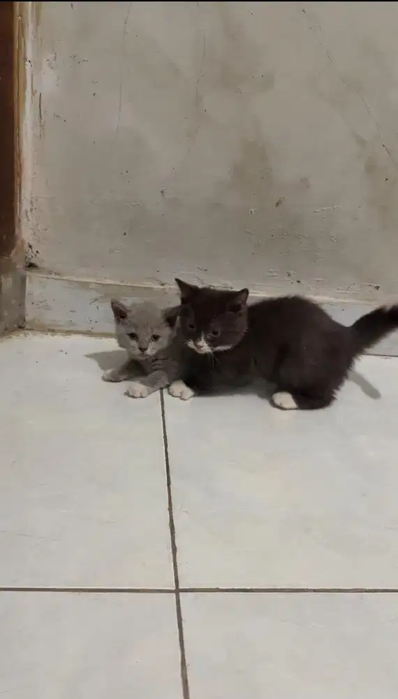 Bsh munchkin gen cinamon