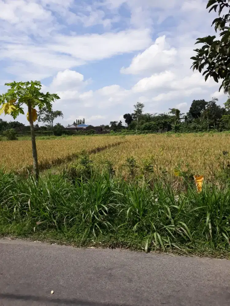 Dijual Tanah Sawah Produktif yang sangat cocok untuk investasi