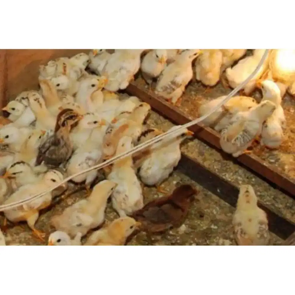 Doc ayam elba, kuntara 4, kub
