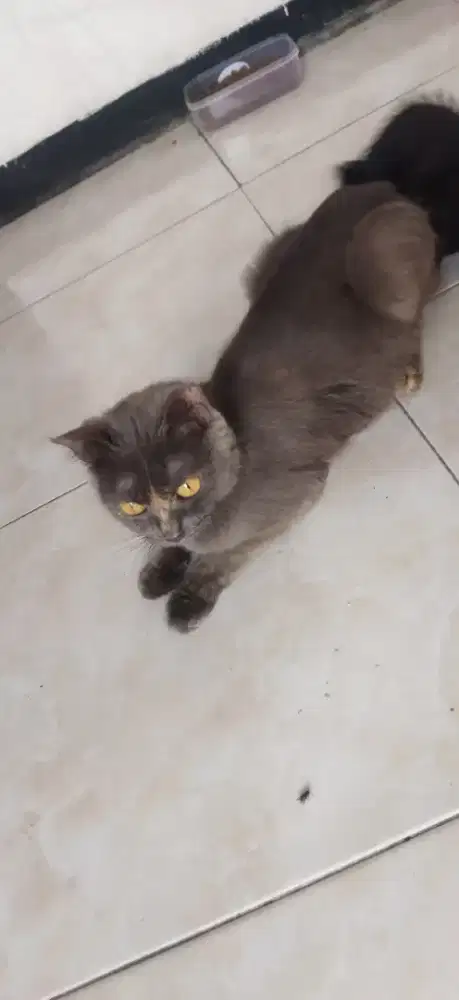 BSH tortie mix , betina. yang minat inbox