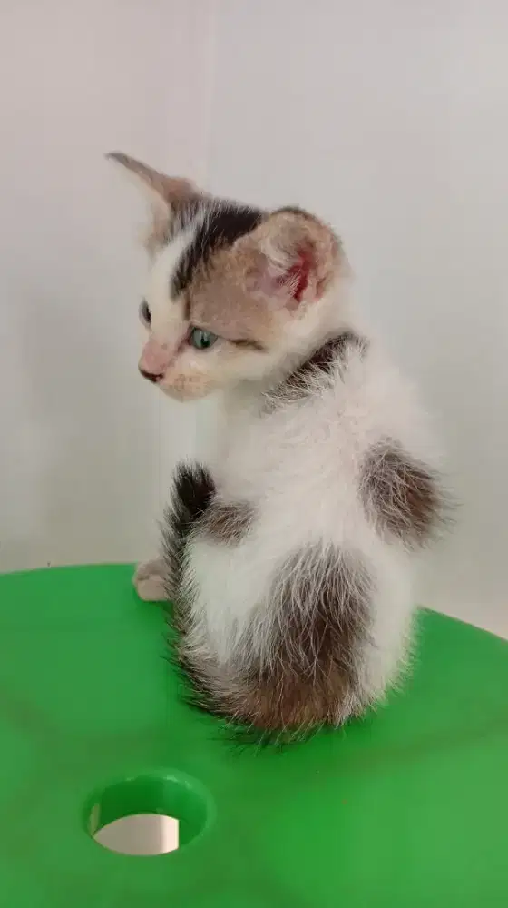 Kucing Persia Kitten