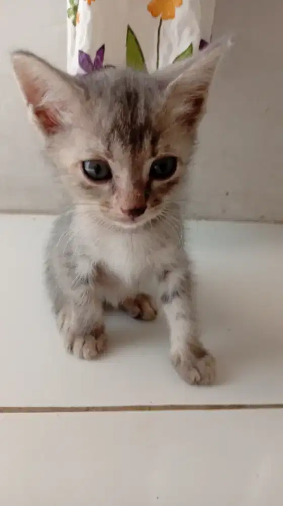 Kucing Persia Kitten Abu