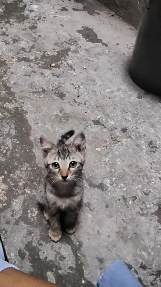 open adopts kucing kitten