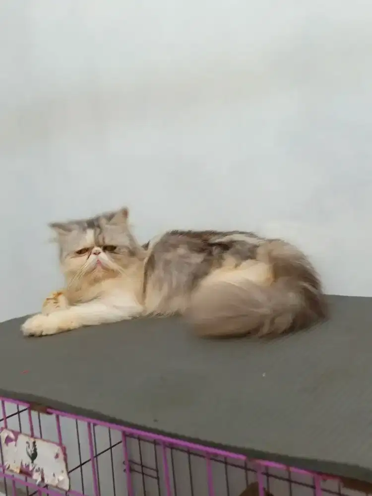 Peaknose provn line ped