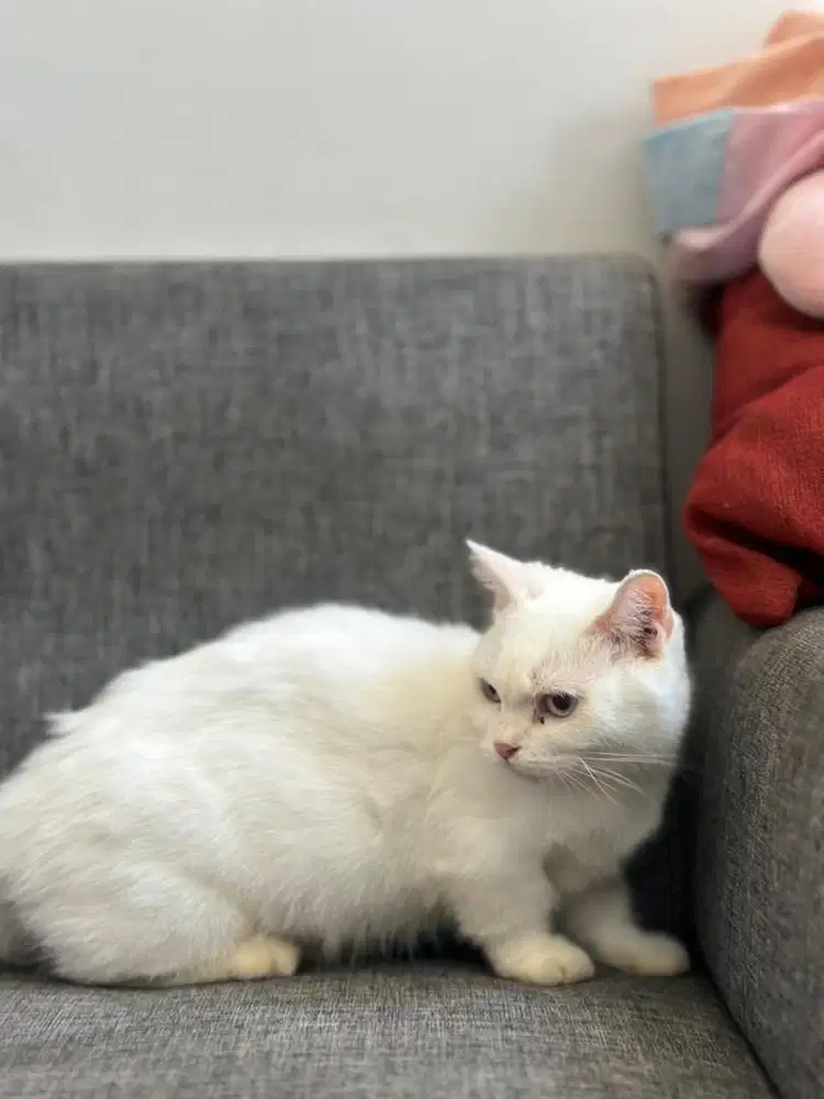 kucing munchkin
