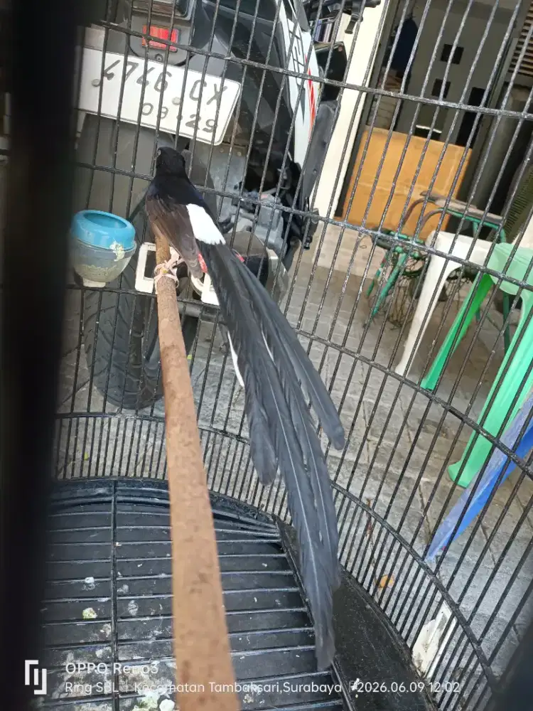 Murai batu ekor panjang