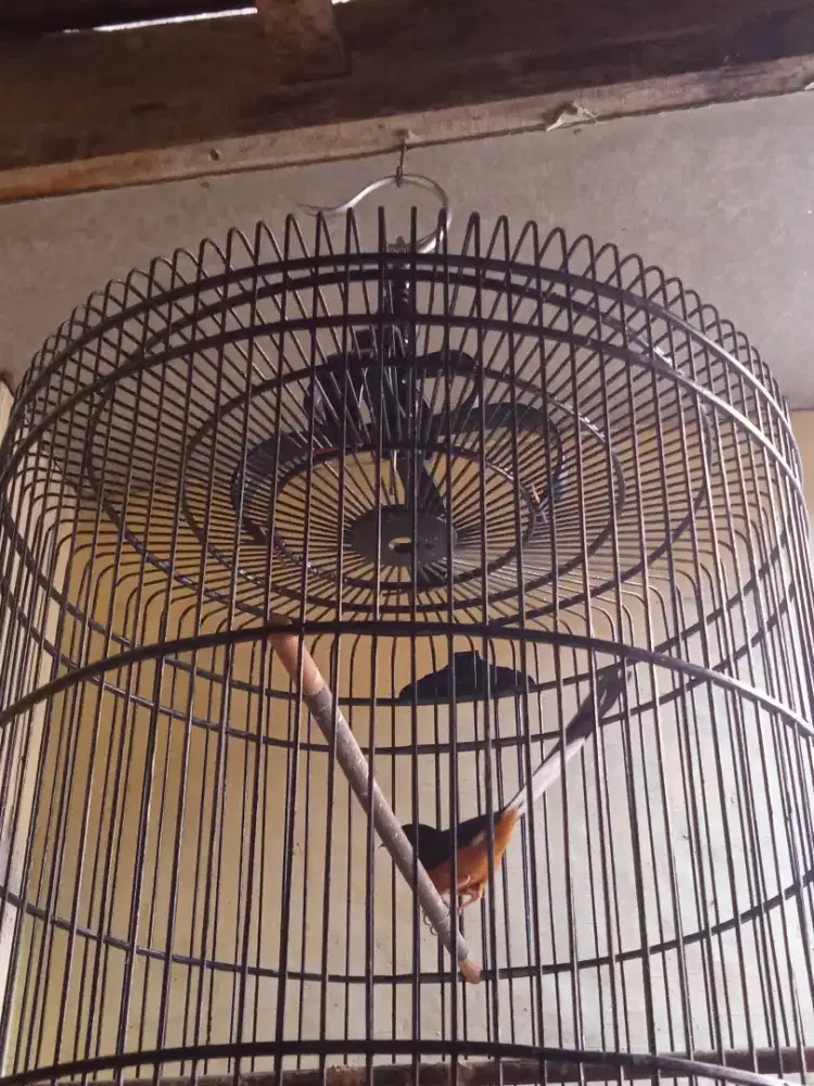 di jual murai edisi mau jual aja