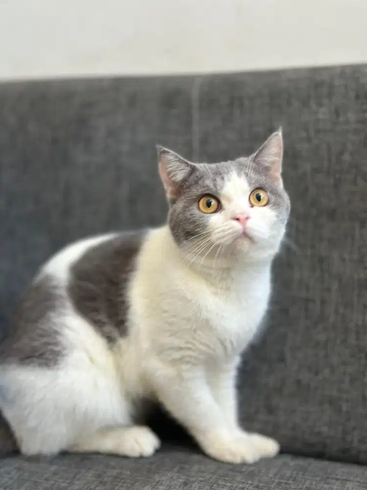 kucing british short hair