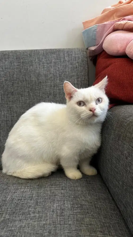 kucing munchkin
