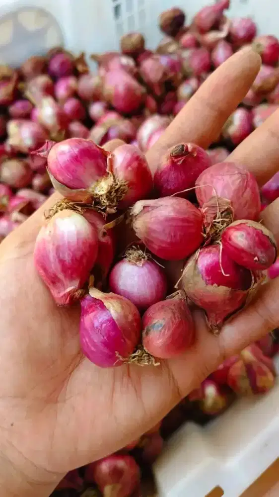 Publoe bawang merah aceh