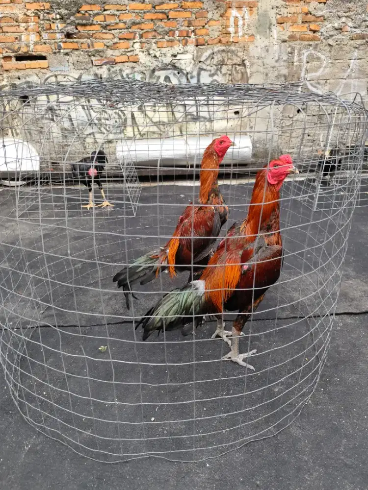 Ayam bangkok jenis mangon
