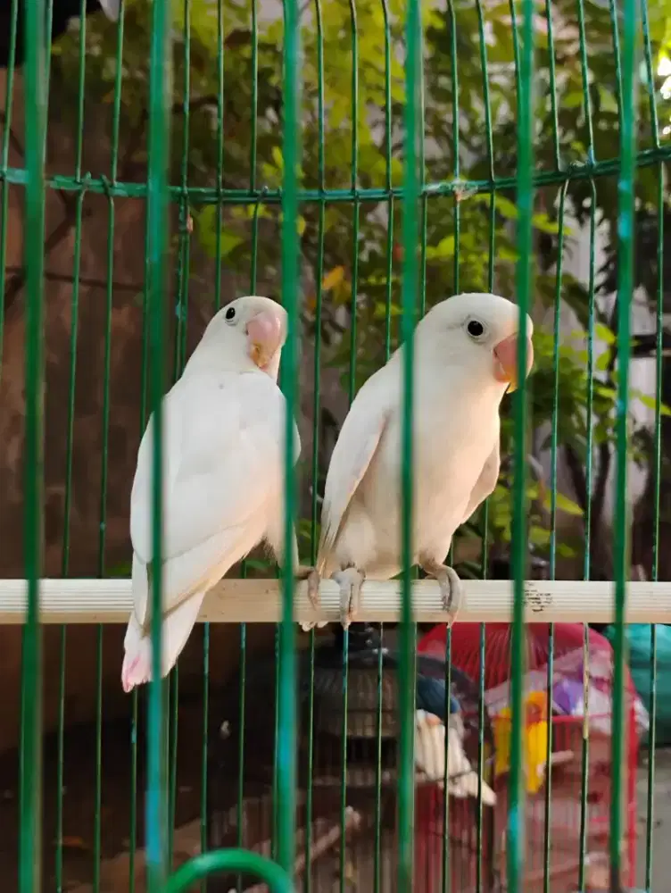Sepasang lovebird albino retina merah