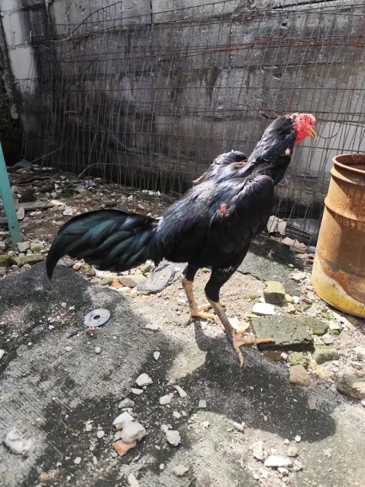 Ayam bangkok semi bulbi
