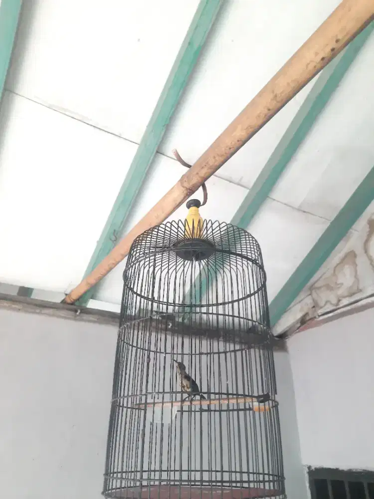 Kolibri ninja trotol