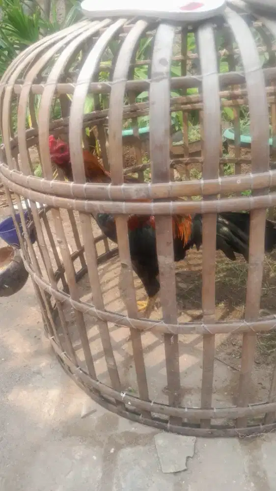 Ayam jago bangkok dan ayam keriting