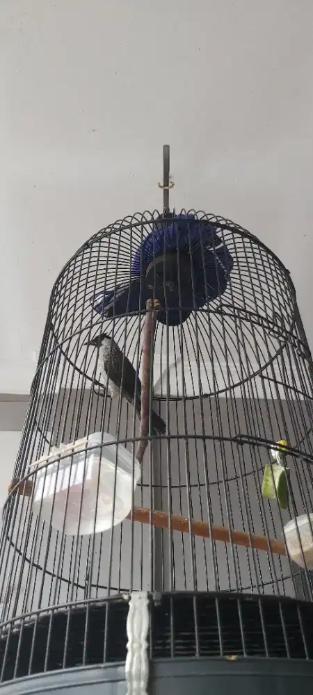 Kutilang batu gacor