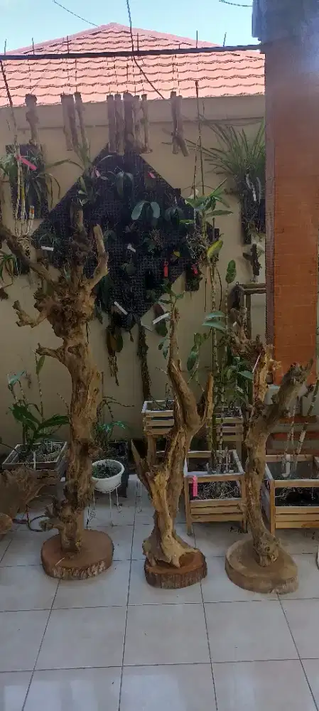 Kayu fosil unik estetik