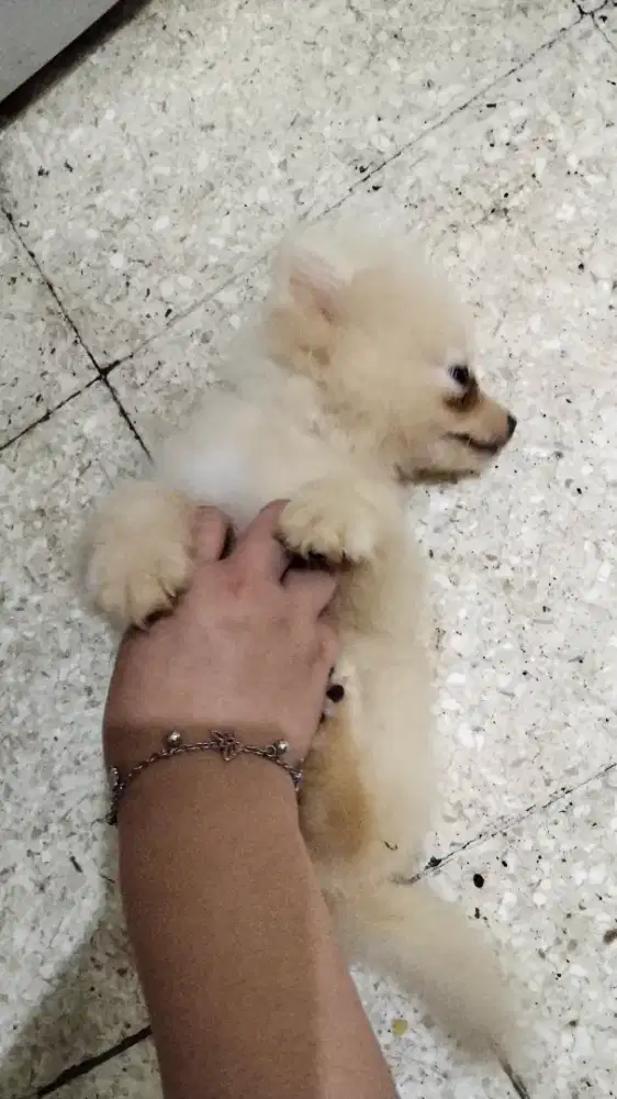 Jual anjing minipom
