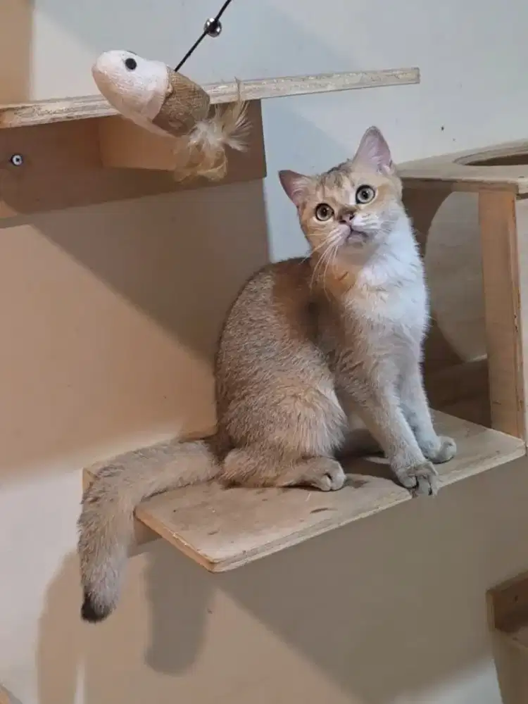 Kitten British Shorthair BSH Golden NY 11 Jantan