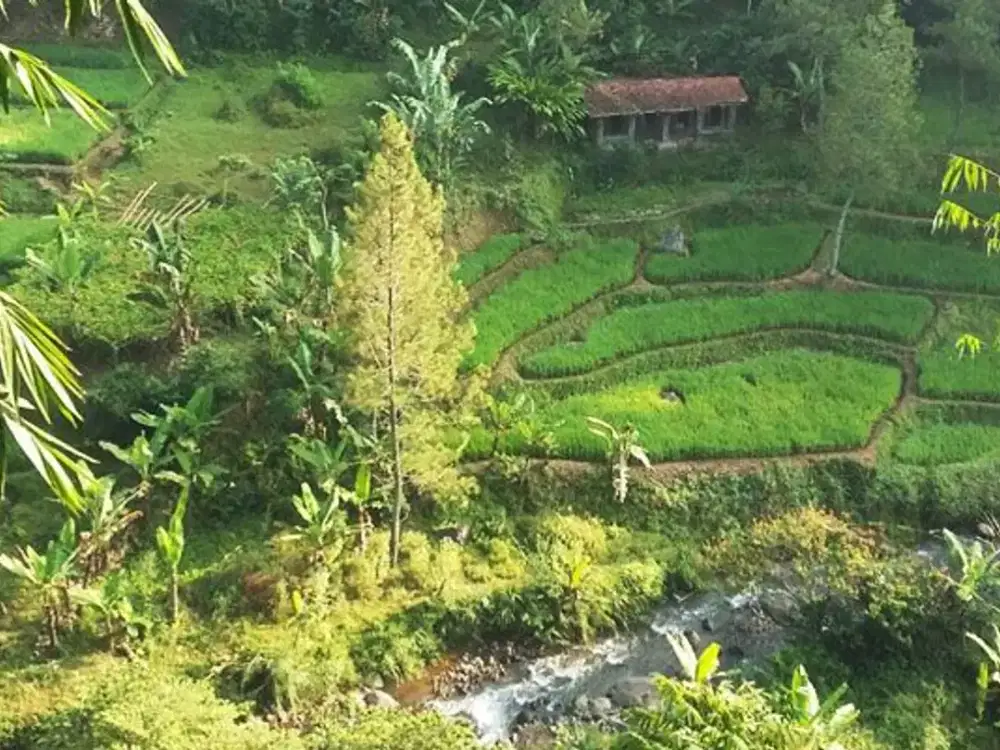 Tanah Kebun ada Mata Air di Mangunkerta  Cugeunang Cianjur