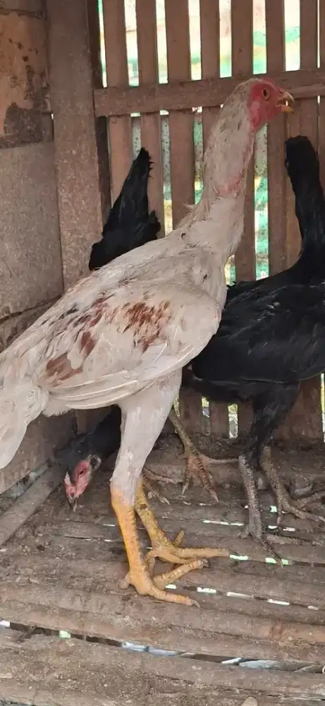 Juwal ayam BK borongan