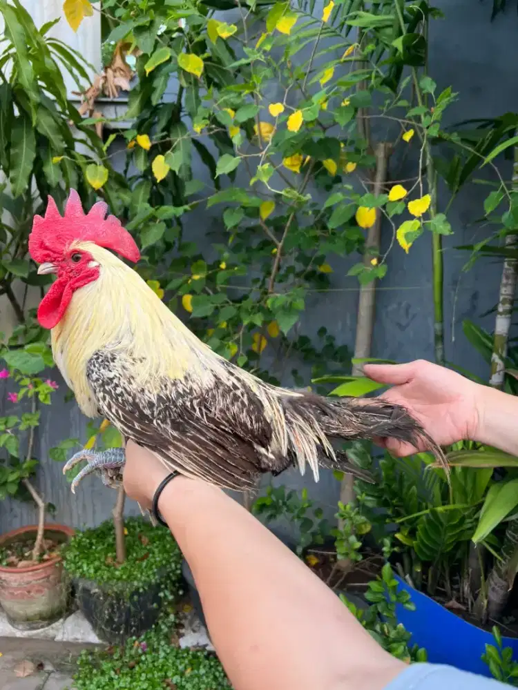 Jual Ayam 1 pasang
