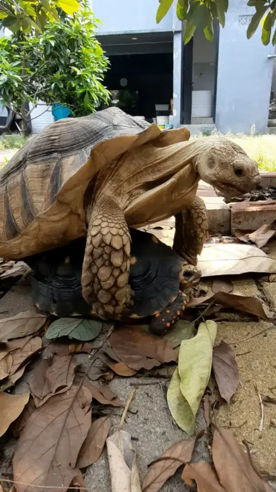 Kura sulcata & kura redfoot