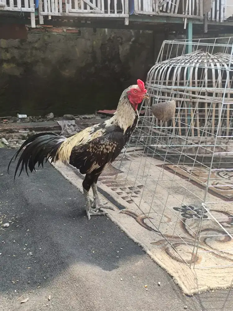 Ayam mangon / pama iq