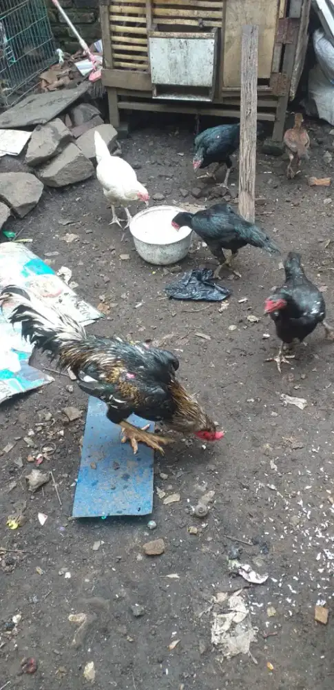 Ayam Bangkok trah bagus