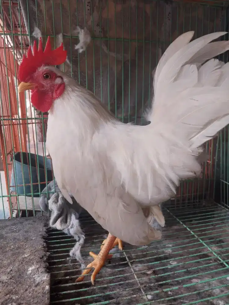 Ayam Kete Muda Jantan Putih