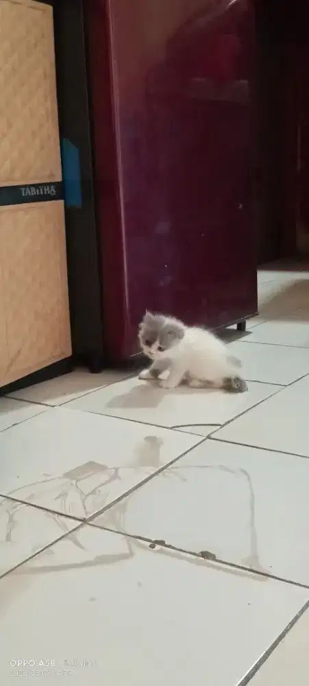 Kucing Persia betina umur 1 bulan
