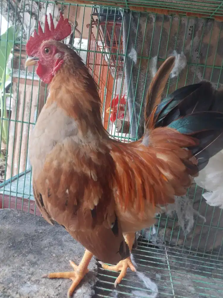 Ayam Kate Muda Jantan Warna Merah