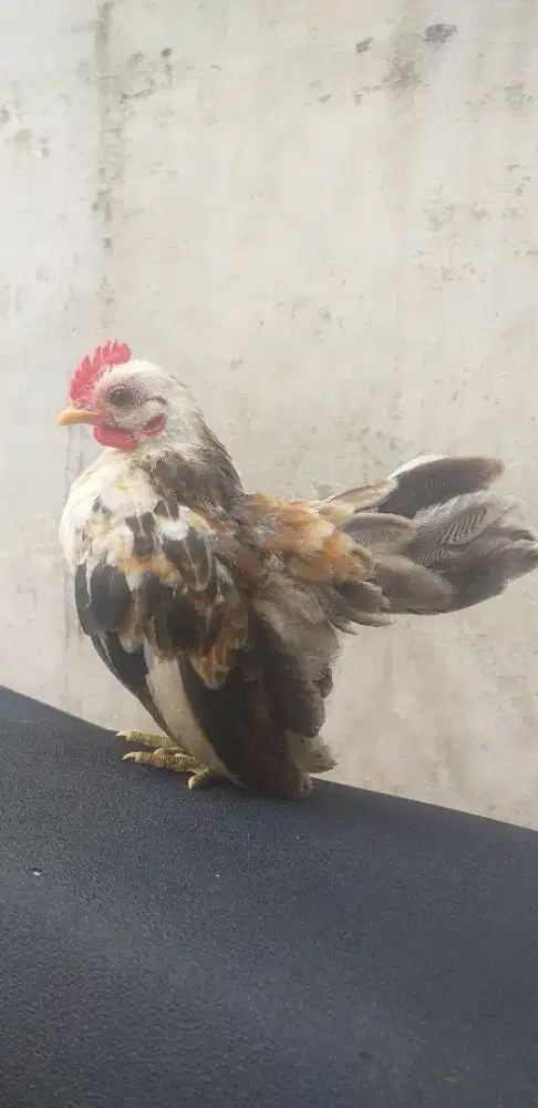 anakan ayam serama asli