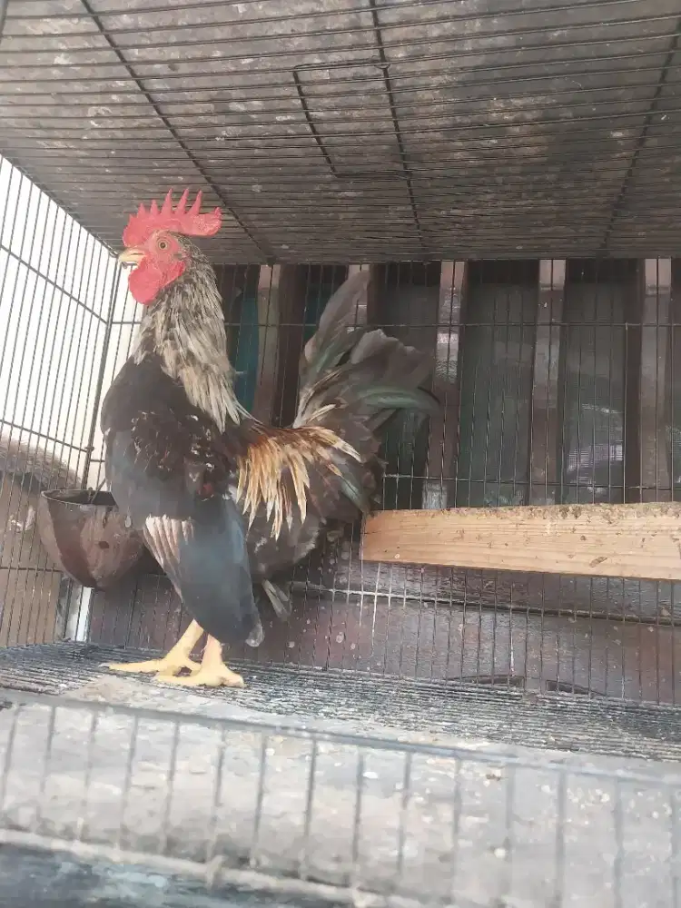 Ayam Kate Muda Jantan Warna Jali Hitam
