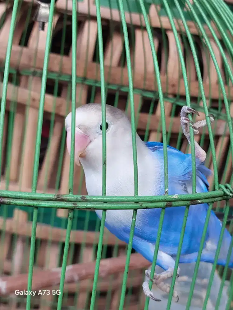 Lovebird blue jantan
