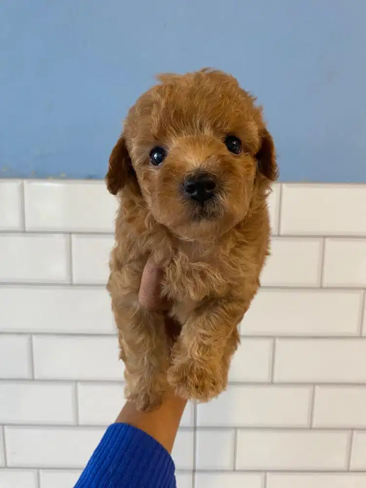 Red toy poodle puppy