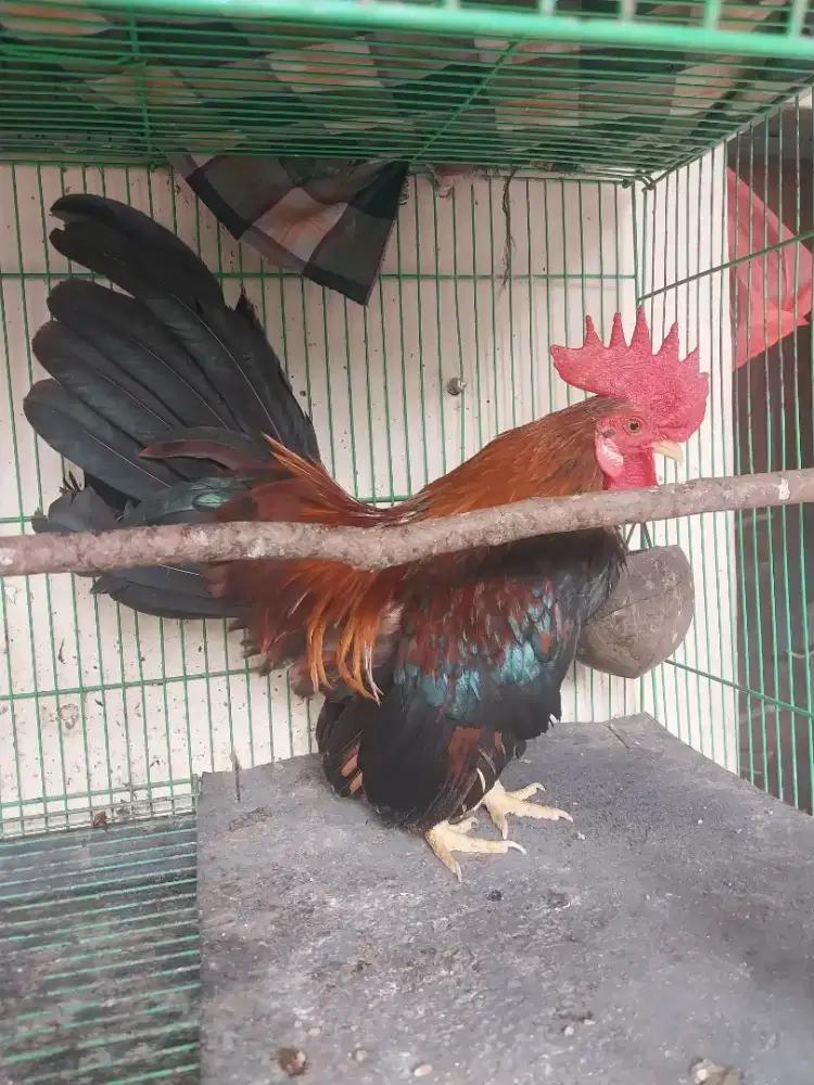 Ayam Kate Jantan Hitam Merah